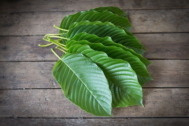 Kratom for ADHD symptom management- Does it work