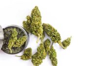 Beginner’s Guide to Marijuana Strains cannabis